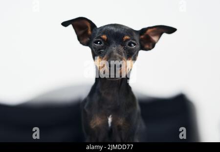 Ja, ich war ein guter Junge, jetzt wheres mein Keks. Ein entzückender Hund zu Hause. Stockfoto