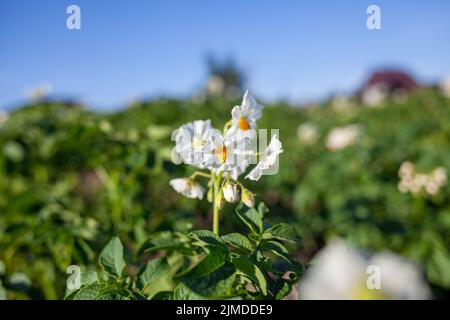 Blühende Kartoffel. Kartoffel Blumen blühen im Sonnenlicht in Pflanze wachsen. Weiß blühenden Kartoffel Blume auf dem Feld. Close up Bio Gemüse Blumen blo Stockfoto