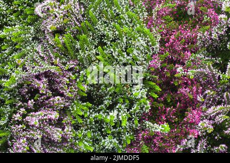 Blühende Heidekraut Blumen Hintergrund Stockfoto