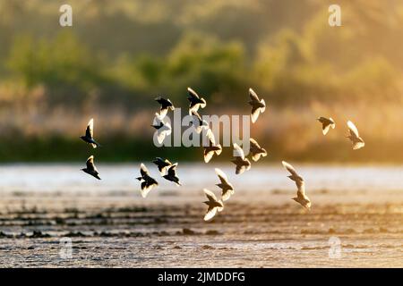 Starling Schar von Vögeln im Hintergrund / Sturnus vulgaris Stockfoto