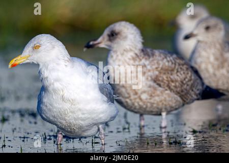 Europäische Heringsmöwe erwachsener Vogel im Wintergefieder und Jungvögel im Wintergefieder Stockfoto