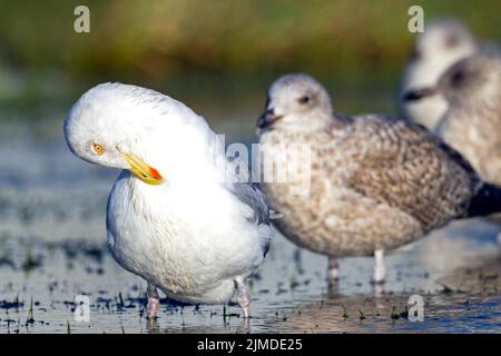 Europäische Heringsmöwe erwachsener Vogel im Wintergefieder und Jungvögel im Wintergefieder Stockfoto