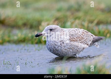 Jungvögel der Europäischen Heringsmöwe im Wintergefieder Stockfoto