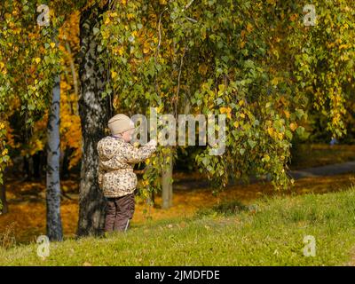 Das Mädchen spaziert im Herbstpark. Das Mädchen berührt die vergilbten Blätter Stockfoto