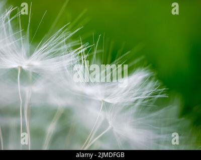 Selektiver Fokus auf fragile, flauschige weiße Dandelionssamen. Träumlichkeit. Leichtigkeit. Stockfoto