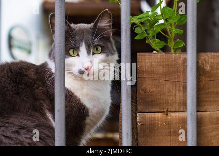 Katze liegt hinter einem versperrten Zaun eines Hauses im alten Nikosia, Zypern Stockfoto