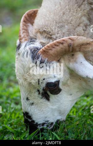 Nahaufnahme von gefleckten Schafen mit Hörnern, die in der Sonne grasen. Stockfoto