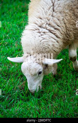 Nahaufnahme von langohrigen weißen Schafen, die im grünen Gras grasen. Stockfoto