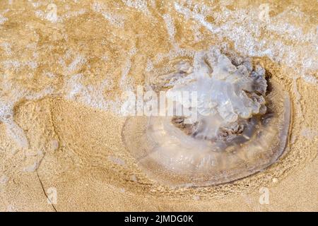 An einem Sommertag tote große Quallen auf dem Sand des Meeresstrandes. Wellen waschen sich über den Körper der Quallen. Ein Meerestier po Stockfoto
