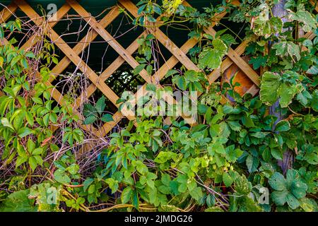 Zweige wilder Trauben mit Blättern auf dem Holzgitter des Gartenpavillons. Stockfoto