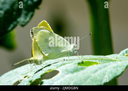 Ein Paar kohlweiße Schmetterlinge paaren sich, während sie auf einem Blatt sitzen. Stockfoto
