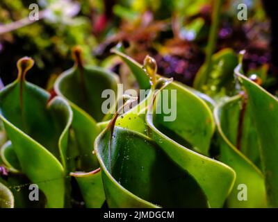 Selektiver Fokus auf kondensierte Tröpfchen auf Pflanzenblättern. Stockfoto