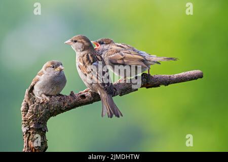 Haus Sparrow Weibchen füttert Jungfrauenfutter Stockfoto