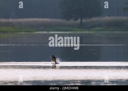 Karpfen springt aus dem Wasser / Cyprinus carpio Stockfoto