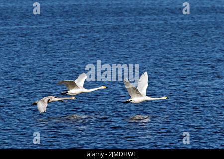Singschwäne im Flug / Cygnus cygnus Stockfoto