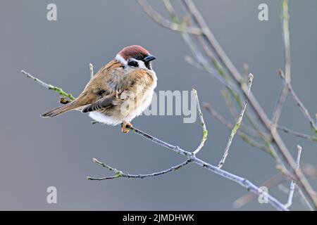 Eurasischer Baumsparrow in der Nähe der Stadt Beringstadt / Passer montanus Stockfoto