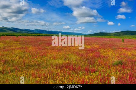 Blühende Blumen Weide-Kraut Feld Stockfoto