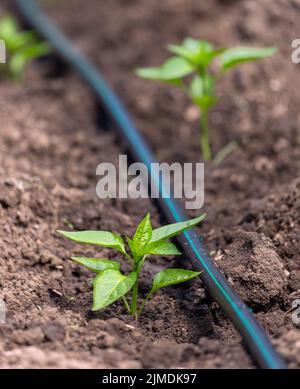 Pfefferpflanzen mit Tropfbewässerung Stockfoto