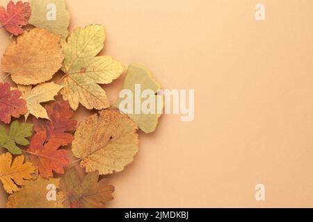 Bunte Blätter Konzept Als Herbst Hintergrund Stockfoto