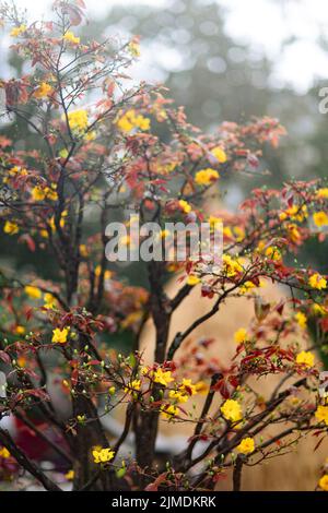 Lunar Neujahr Blumenmarkt Stockfoto