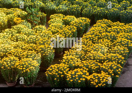 Lunar Neujahr Blumenmarkt Stockfoto