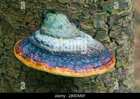 Rot gebändertes Polypore auf einem Fichtenstamm - (Rotgurthalterung) Stockfoto