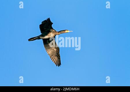 Großer Kormoran im juvenilen Gefieder / Phalacrocorax carbo Stockfoto