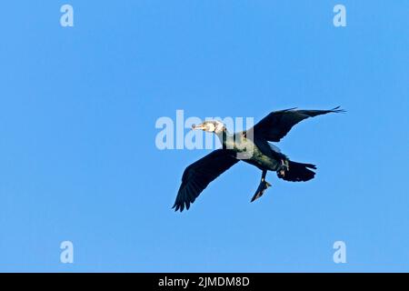 Kormoran in der Zucht Gefieder Stockfoto