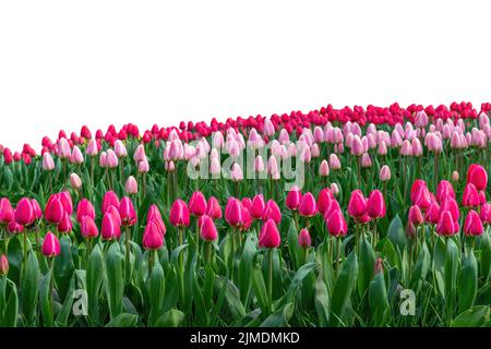 Frühlingskoloful Tulpenzwiebelfeld isoliert auf weißem Hintergrund Stockfoto