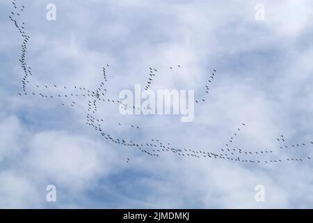 Gewöhnliche Kraniche in der Flugbildung beim Durchgang der Vögel. Jährliche Herbstmigration. Stockfoto