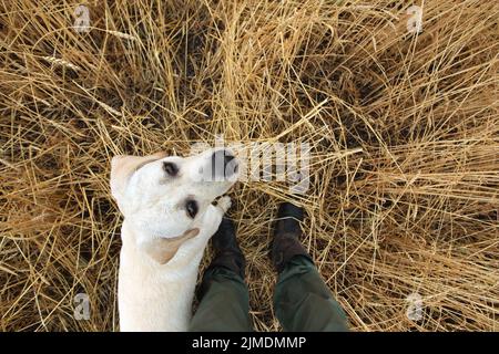 Outdoor-Training Jagdhunde. Junge Labrador Hund schaut aufmerksam auf Besitzer im Freien. Stockfoto