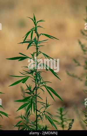 Canabis Pflanze, große Indica Pflanze Sativa Canabis schönen Hintergrund des Themas der Legalisierung und medizinischen Hanf in der Welt, Sonnenuntergang, Thai Canabis Stockfoto
