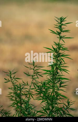 Canabis Pflanze, große Indica Pflanze Sativa Canabis schönen Hintergrund des Themas der Legalisierung und medizinischen Hanf in der Welt, Sonnenuntergang, Thai Canabis Stockfoto