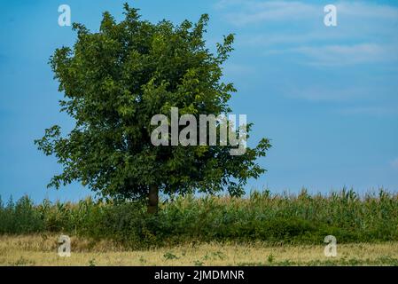 Einsamer großer Walnussbaum mit einer großen Krone steht auf dem Feld. Grün wächst im Maisfeld mit blauem Himmel im Hintergrund Stockfoto