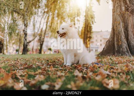 Lustiger Hund, der im Herbst in Blättern sitzt Stockfoto