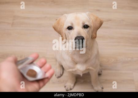 Mann Tierarzt geben Pille gehorsamen Hund. Veterinärmedizin, Haustier, Tiere, Gesundheitskonzept Stockfoto