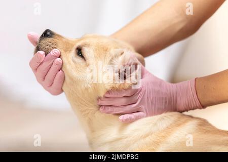 Tierarzt untersucht Ohren von Welpen in medizinischen Handschuhen auf hellem Hintergrund Stockfoto