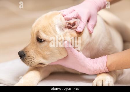 Tierarzt untersucht Ohr des Hundes labrador Welpen Stockfoto