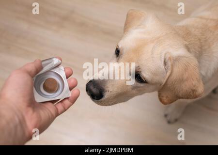Tierarzt Mann bietet Tablette für Hund Welpen. Veterinärmedizin, Haustier, Tiere, Gesundheitskonzept Stockfoto