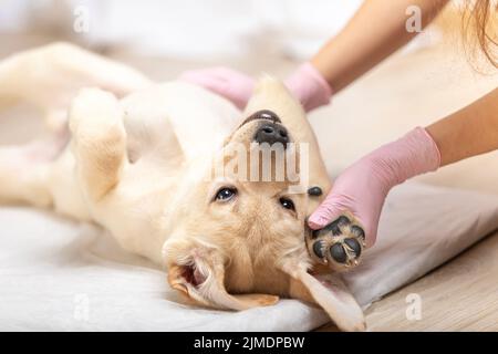 Tierarzt untersucht einen niedlichen neun Wochen alten Hund Welpen Stockfoto