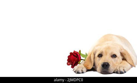 Der süße labrador Hund hält eine rote Rose und erklärt seine Liebe zu jemandem, der auf weißem Hintergrund isoliert ist Stockfoto