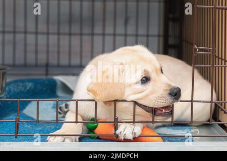 Der sechswöchige Labrador-Welpe beißt in einen Eisenkäfig Stockfoto