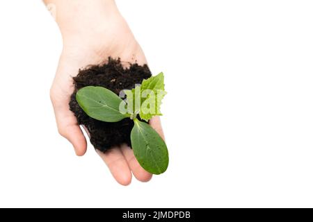 Frau Hand hält Boden mit jungen Gurkensprossen auf weißem Hintergrund. Draufsicht. Stockfoto