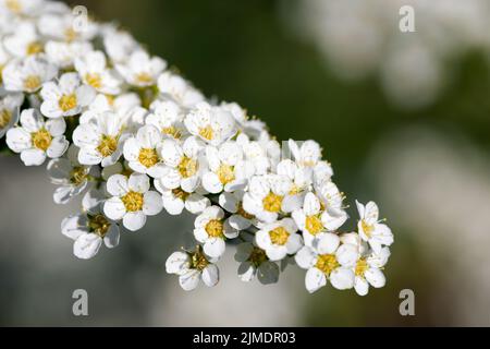 Weißer Zweig mit Spirea-Baum in Blütenaufnahme. Spiraea Cinea Grefsheim Stockfoto