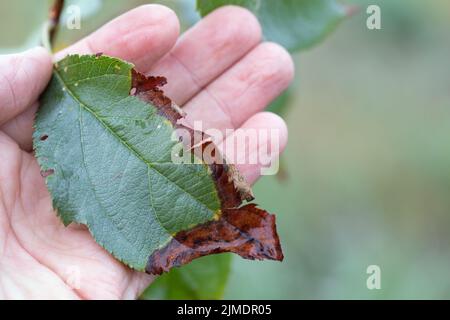 Die bakterielle Verbrennung von Obstbäumen wird durch pathogene Pilze und Bakterien verursacht. Stockfoto