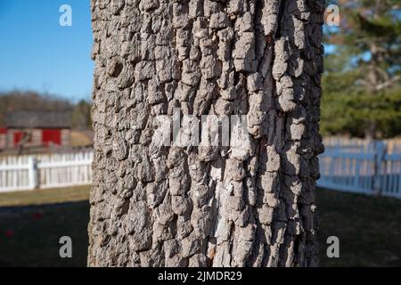 Wunderschöne tiefe Textur aus der Nähe von Baumrinde in einer idyllischen Umgebung. Stockfoto