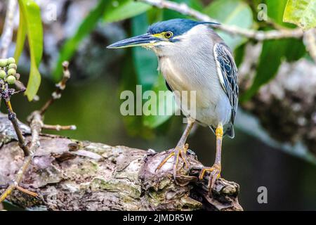 Mangrove Heron (Butorides striata, Butorides striatus), Mauritius, Indischer Ozean, Afrika Stockfoto