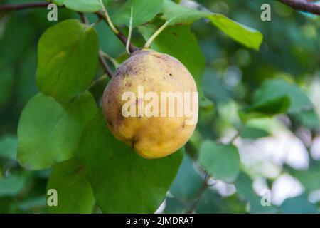 Quitte auf dem kranken Baumzweig im Obstgarten Stockfoto