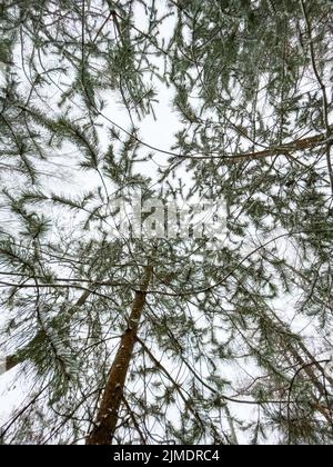 Die kleinen Tannen stehen im schneebedeckten Park im bewölkten Wetter, die untere Ansicht, den Blick nach oben, die Nadeln der Tanne der grünen Farbe Stockfoto