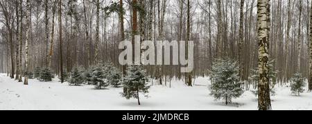 Panorama-Bild von kleinen Tannen stehen im schneebedeckten Park bei bewölktem Wetter, Nadeln einer Tanne von grüner Farbe, das Holz Stockfoto